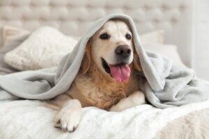 golden-retriever-dog-lying-on-bed-under-a-blanket